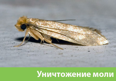 Уничтожение моли в городе Ревда 